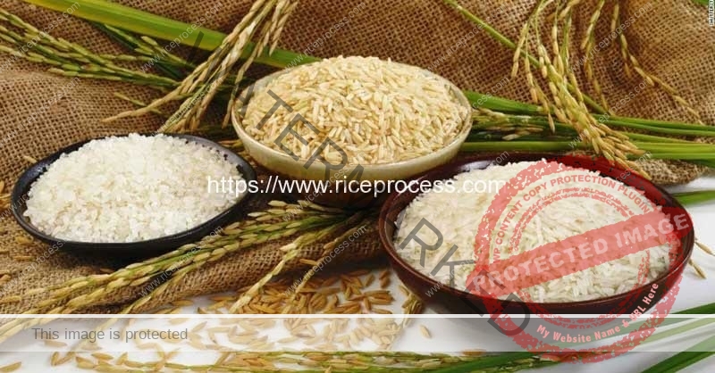 Introduction of Rice History and Usage